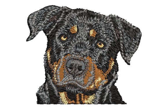 Rottweiler: A Designer’s Review for Boutique Sweatshirts